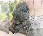 Puppy Puppy 5Big Mac Bernedoodle