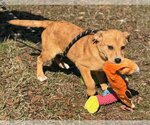 Small Photo #4 Retriever -Unknown Mix Puppy For Sale in Yardley, PA, USA