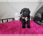 Small #3 Golden Mountain Dog