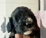 Small Photo #52 Bernedoodle Puppy For Sale in MOULTON, AL, USA