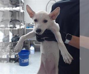 Chihuahua-Unknown Mix Dogs for adoption in Pasadena, TX, USA