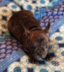 Small Photo #16 French Bulldog Puppy For Sale in CHARLESTON, SC, USA