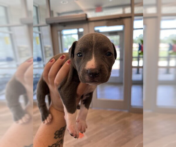 Medium Photo #1 Mutt Puppy For Sale in Pearland, TX, USA