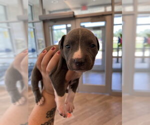 Mutt Dogs for adoption in Pearland, TX, USA