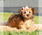 Small #3 Yorkipoo