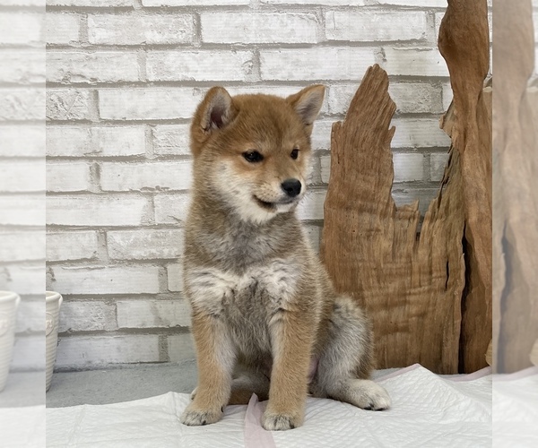 Medium Photo #1 Shiba Inu Puppy For Sale in S LAKE TAHOE, CA, USA