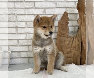 Medium Shiba Inu