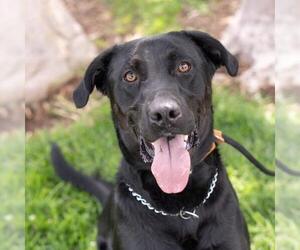 Labrador Retriever-Unknown Mix Dogs for adoption in San Diego, CA, USA