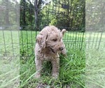 Puppy Charlie Labradoodle