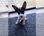 Small #5 German Shepherd Dog Mix