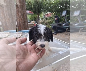Poodle (Miniature) Puppy for sale in LINDSAY, CA, USA