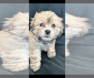 Zuchon Puppy for sale in RAINBOW, CA, USA