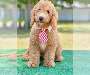 Goldendoodle Puppy for sale in FROSTPROOF, FL, USA