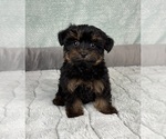 Small #6 YorkiePoo