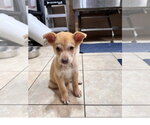 Small #1 Siberian Husky Mix