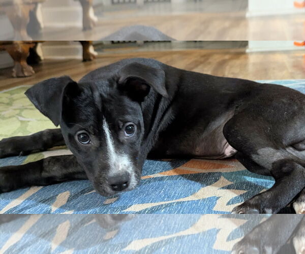 Medium Photo #1 Mutt Puppy For Sale in Mount Pleasant, SC, USA