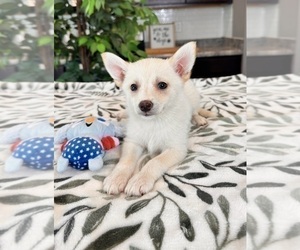 Pomsky Puppy for sale in GREENWOOD, IN, USA