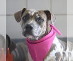 Small American Staffordshire Terrier Mix