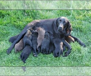 Mother of the Labrador Retriever puppies born on 10/22/2021