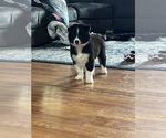 Puppy Marshmallow Alaskan Malamute-Australian Cattle Dog Mix