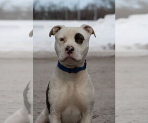 Mutt Dogs for adoption in Rustburg, VA, USA