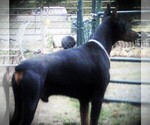 Small Photo #28 Doberman Pinscher Puppy For Sale in PORTLAND, OR, USA