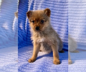 Pomeranian Puppy for sale in FAIR HAVEN, MI, USA