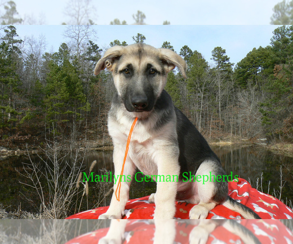 Medium Photo #2 German Shepherd Dog Puppy For Sale in PIEDMONT, MO, USA