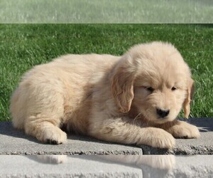 Golden Retriever Puppy for sale in FREDERICKSBURG, OH, USA
