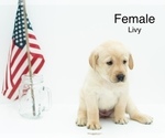 Puppy 1 Labrador Retriever