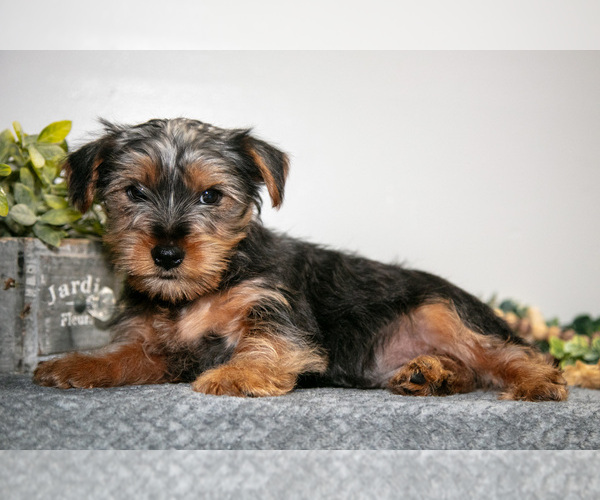 Medium Photo #8 Yorkshire Terrier Puppy For Sale in MONROE, IN, USA