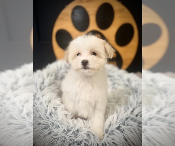 Medium Photo #6 Maltipoo (Toy) Puppy For Sale in CROSSVILLE, TN, USA