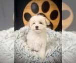 Small #5 Maltipoo (Toy)