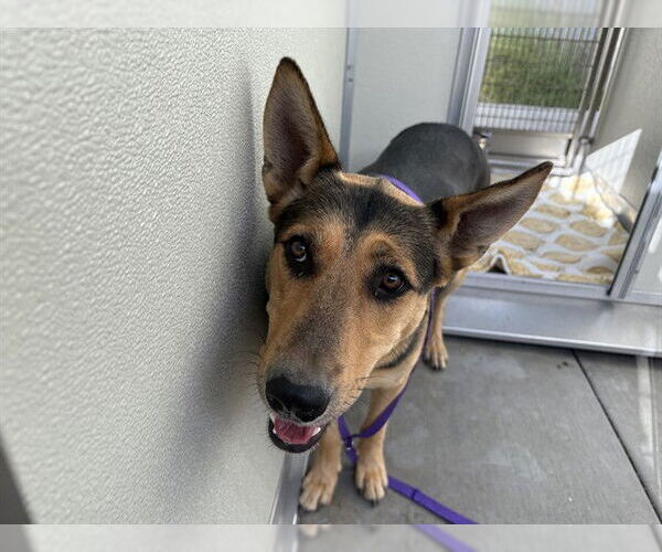 Medium Photo #1 German Shepherd Dog-Unknown Mix Puppy For Sale in Corona, CA, USA
