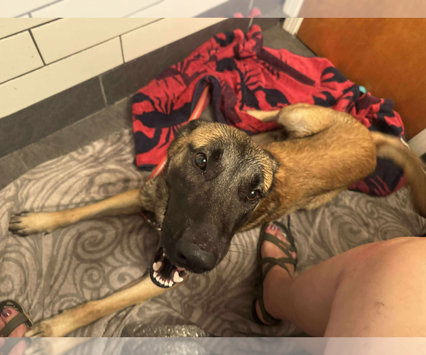 Medium Photo #10 Mutt Puppy For Sale in Imlay City, MI, USA