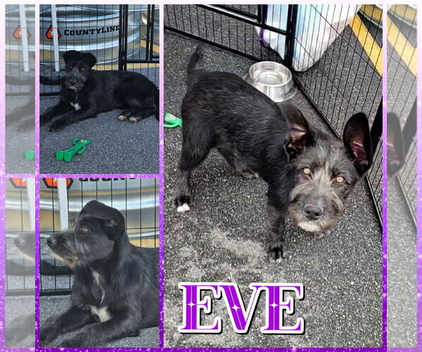 Medium Photo #2 GIANT SCHNAUZER -German Shepherd Dog Mix Puppy For Sale in Blacksburg, SC, USA