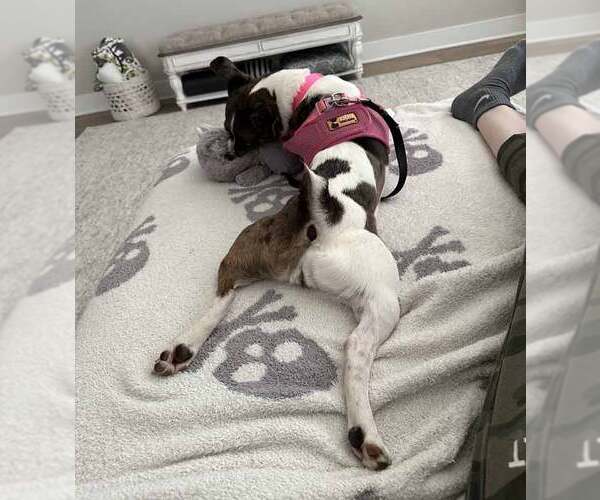 Medium Photo #9 Jack Russell Terrier-Unknown Mix Puppy For Sale in Kennesaw, GA, USA
