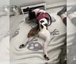Small #8 Jack Russell Terrier Mix