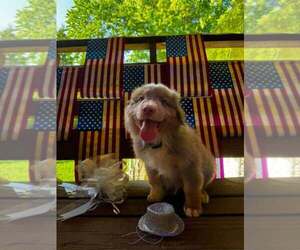 Australian Shepherd Puppy for sale in HARRISON, OH, USA