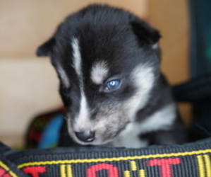 Siberian Husky Puppy for sale in FORT PLAIN, NY, USA