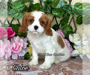 Cavalier King Charles Spaniel Puppy for sale in MIAMI, FL, USA