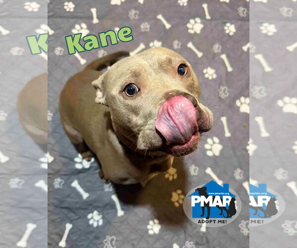 Medium Photo #6 Mutt Puppy For Sale in Binghamton, NY, USA