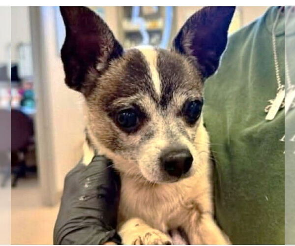 Medium Photo #4 Chihuahua-Unknown Mix Puppy For Sale in Boonton, NJ, USA