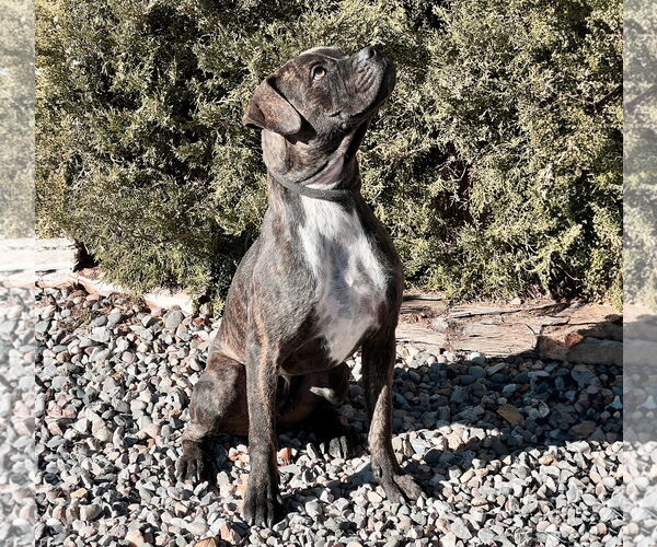 Medium Photo #2 American Staffordshire Terrier-Boxer Mix Puppy For Sale in Albuquerque, NM, USA