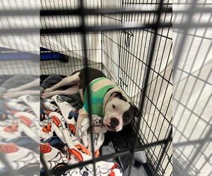 Mutt Dogs for adoption in Fayetteville, NC, USA