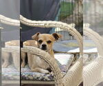 Small #5 Chihuahua