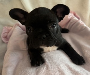 French Bulldog Puppy for sale in MUSCODA, WI, USA
