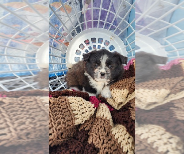 Medium Photo #9 Shiranian Puppy For Sale in GREENWOOD, WI, USA