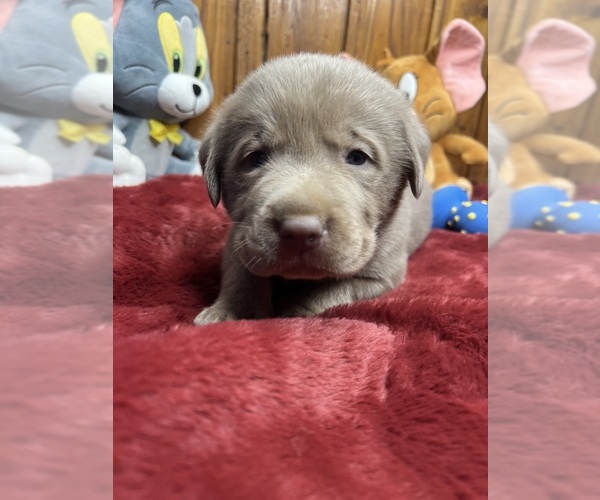 Medium Photo #9 Labrador Retriever Puppy For Sale in NEOLA, WV, USA