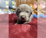 Small #8 Labrador Retriever